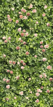 Limpha 12560028 - Coral Rose, Naturale, 120x240cm, 6.00mm, Rectified